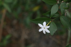 Jasminum cuspidatum